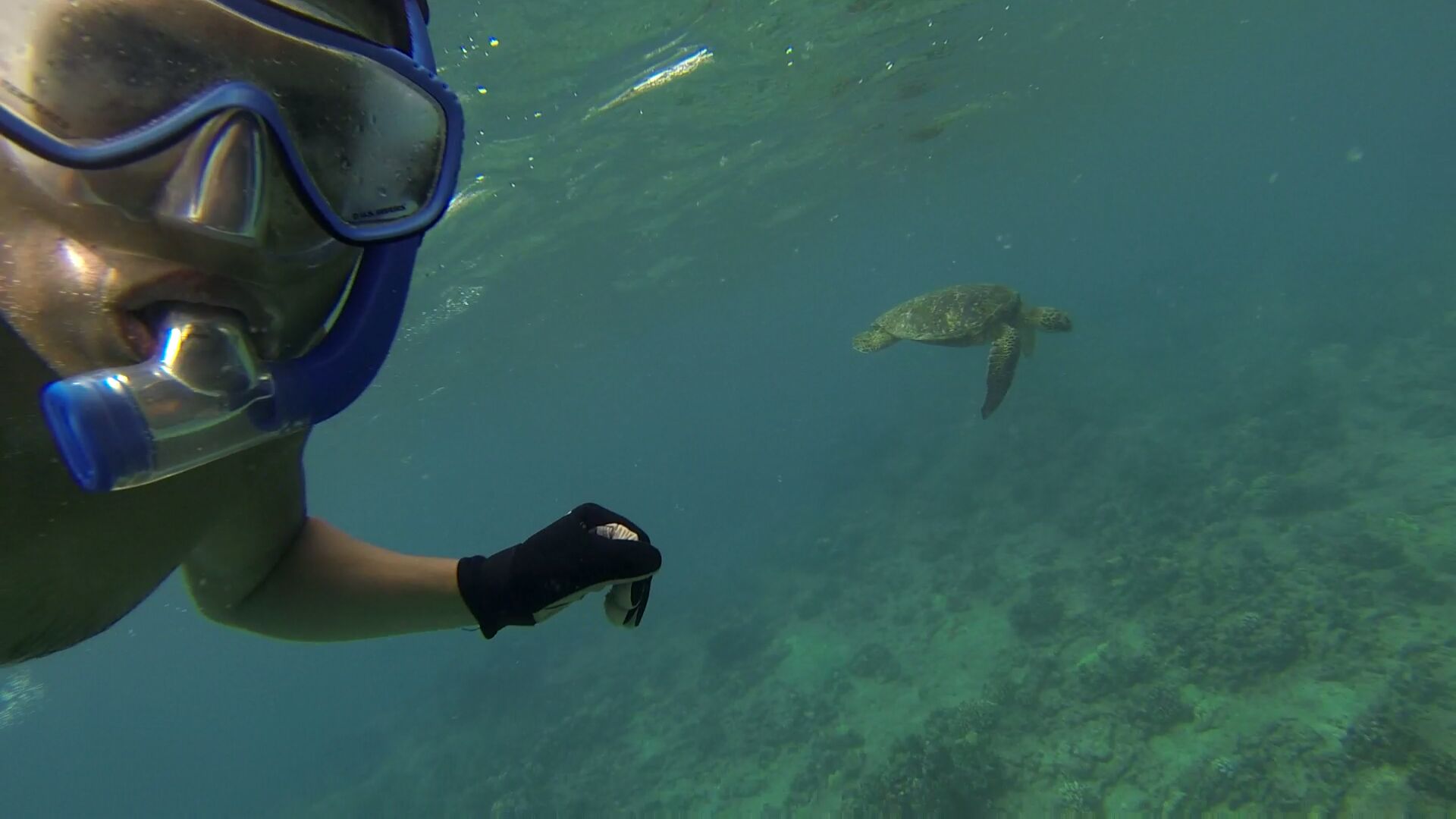 Swimming with Sea Turtles in Hawaii